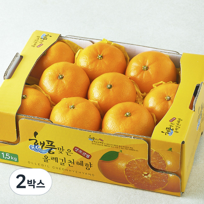 올레길 AI 당도선별 13.5brix 고당도 천혜향, 1.5kg(소과 7~10입), 2박스