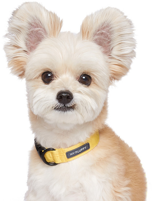 마이플러피 강아지 베이직 칼라 목줄, 옐로우, 1개