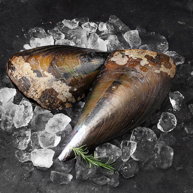 백미리 서해 앞바다 가득한 키조개 선물세트 (냉장), 2kg, 1개