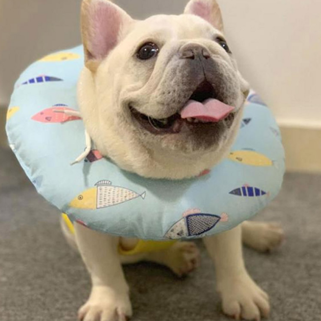 딩동펫 반려동물 동글이 넥카라, 블루, 1개