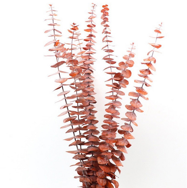 永生尤加利 40cm 10支, 咖啡色