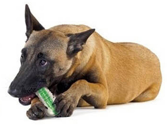 펫스테이지 강아지 장난감 크런치 코어 본, 혼합색상, 1개