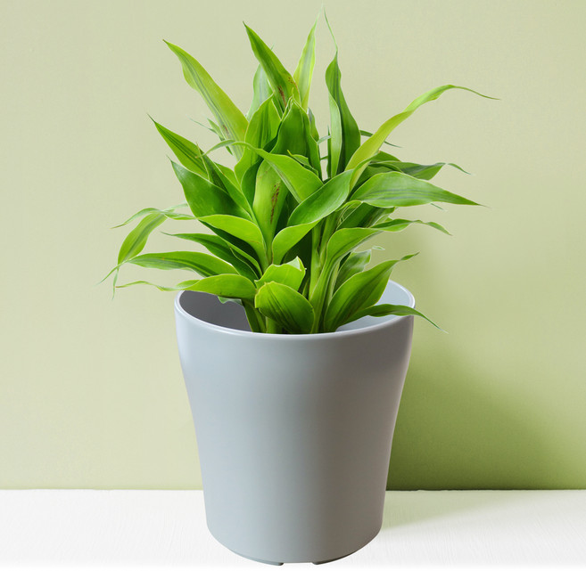 화분월드 대형 뉴웨이브 심플 화분, 그레이, 1개