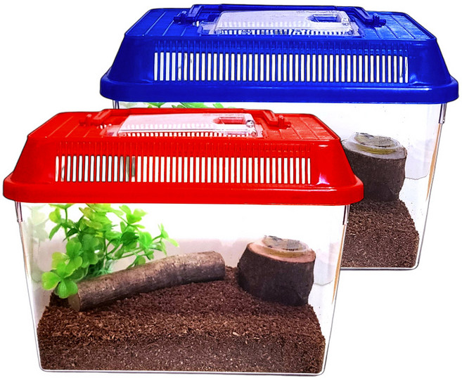 사필풍 사슴벌레 초급자 세트, 랜덤 발송, 1개