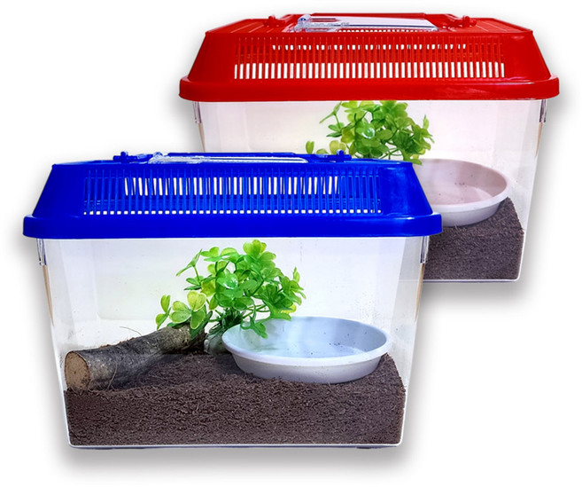 사필풍 달팽이 초급자 세트, 랜덤 발송, 1세트