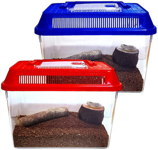 사필풍 사슴벌레 초급자 실속 세트, 랜덤발송, 1개