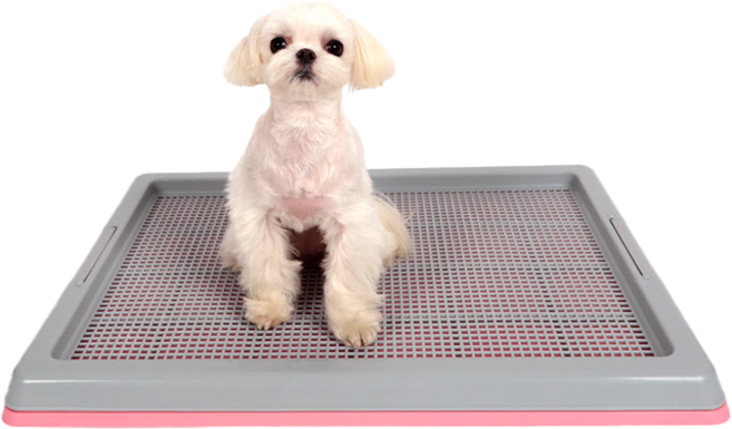 딩동펫 반려동물 와이드 배변판, 핑크, 1개