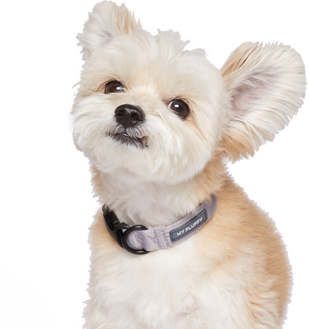 마이플러피 강아지 베이직 칼라 목줄, 퍼플그레이, 1개