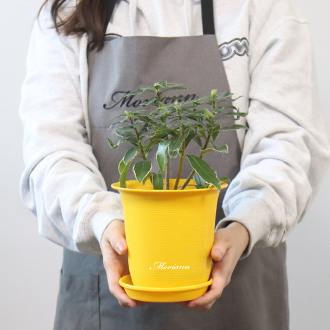 모리앤 토기칼라플라스틱화분12개+화분받침12개, 옐로우, 1세트