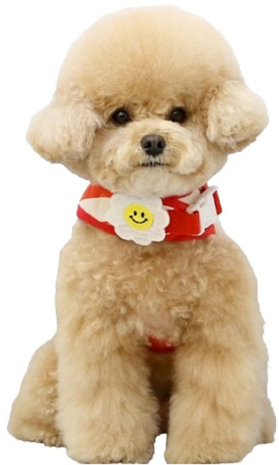 이츠독 강아지 스마일 데이지 하네스, 레드, 1개