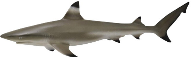 COLLECTA 海洋動物系列 動物模型玩具, 烏翅真鯊 灰褐色, 1個
