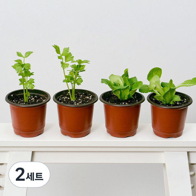 코코도르팜 채소 포트 소형 2종 샐러리 2p + 버터헤드레터스 2p, 그린, 2세트