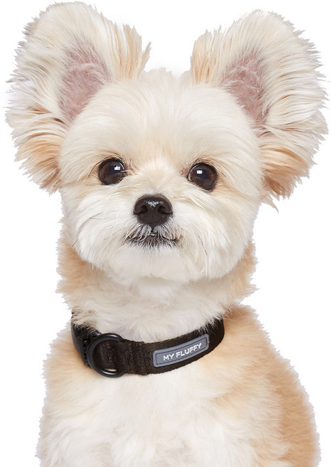 마이플러피 강아지 베이직 칼라 목줄, 챠콜, 1개