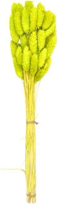 寶石草乾燥花 50支組, 綠色