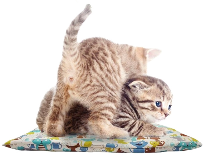 힐링타임 꿀잼놀이터 바스락 고양이방석, 랜덤 발송, 1개