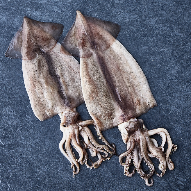 부산 13번 중매인 산지직송 해동 손질 오징어 (냉장), 240g, 1개