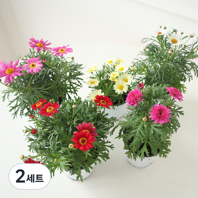 모리앤 목마가렛 2종 세트, 랜덤발송, 2세트