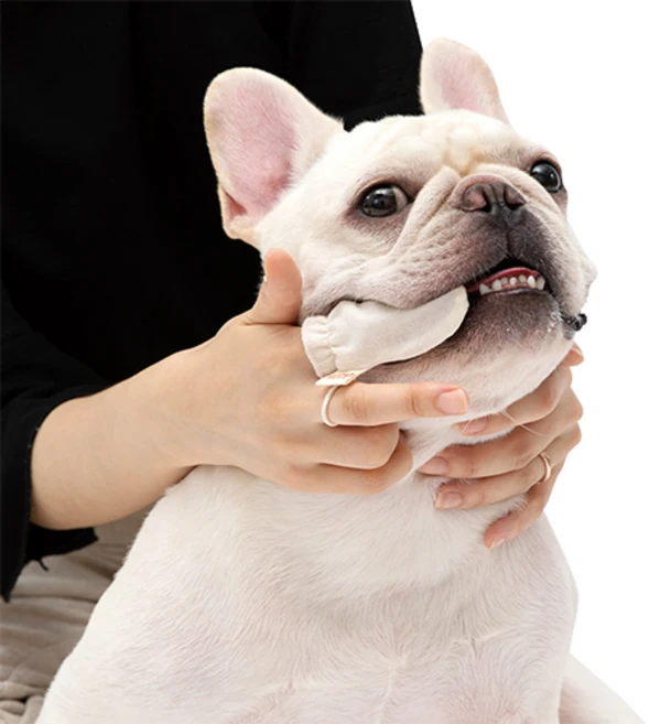 래핑찰리 반려동물 오가닉 거즈 손가락 칫솔 6p, 1개 - 쿠팡