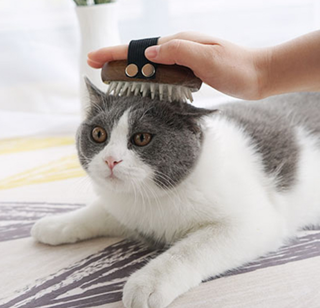 제이에이치컴퍼니 고양이 목욕탕 스타일 브러쉬 소형, 혼합색상, 1개