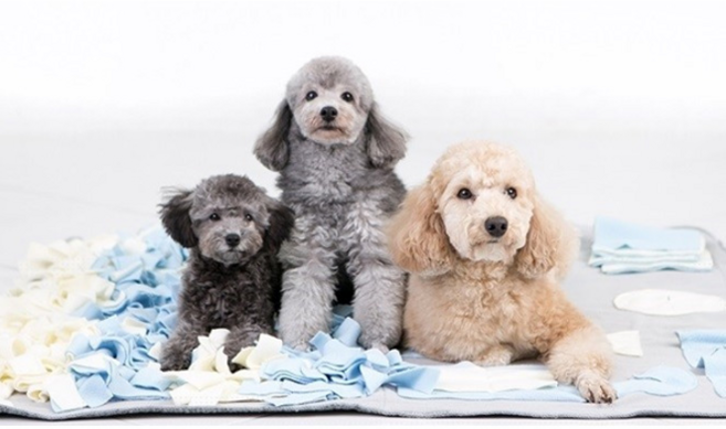 딩동펫 반려견 노즈워크 마약담요, 그레이, 1개