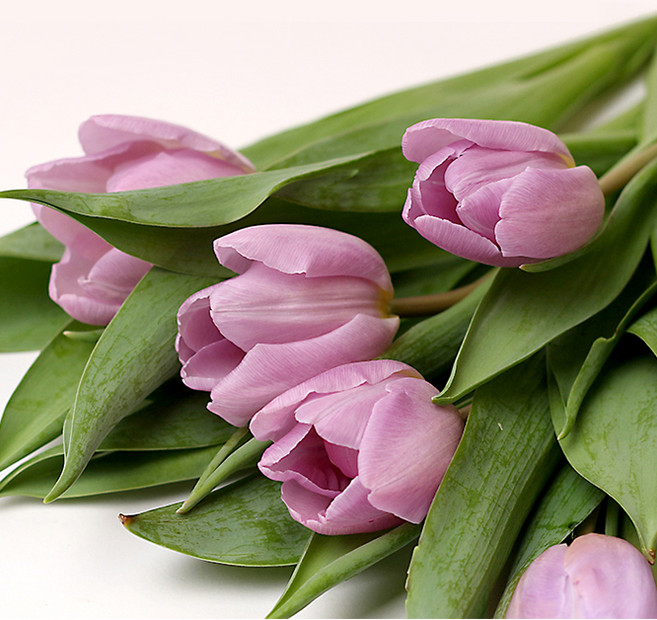 아임플라워 생화 라벤더색 튤립 캔디 프린스 센터피스 꽃다발, 라벤더, 1개