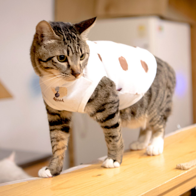 캐츠피아 로키 고양이 후드티, 아이보리, 1개