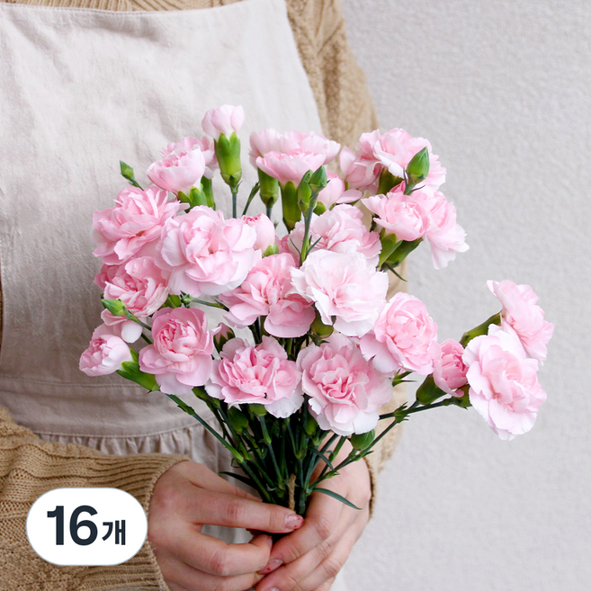 코코도르팜 생화 스프레이 카네이션 센터피스 절화 다발 8대, 연핑크, 16개