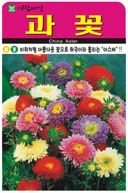 저스틴앤클로이 과꽃1000립 고급꽃씨