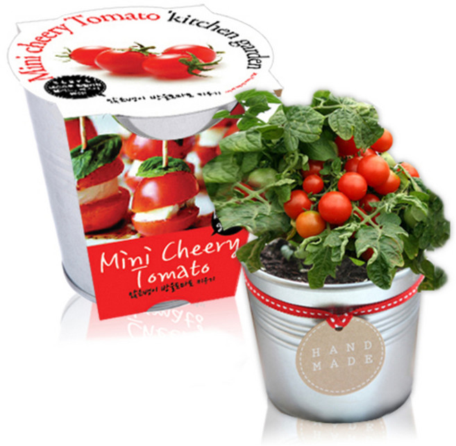 세경팜 키친가든 텃밭가꾸기세트, 앉은뱅이방울토마토