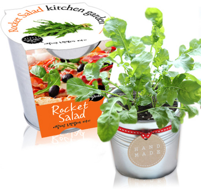 세경팜 키친가든 양철화분 텃밭가꾸기세트, 로켓샐러드루꼴라