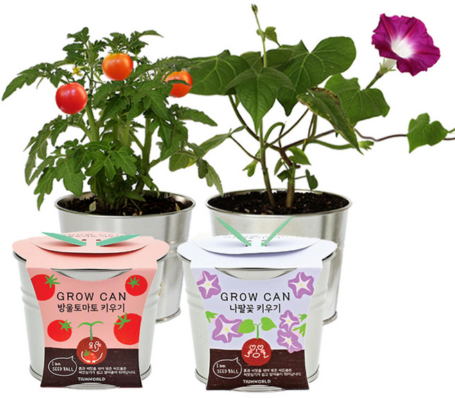 틔움세상 new 그로우캔 방울토마토 + 나팔꽃 키우기 세트, 1세트