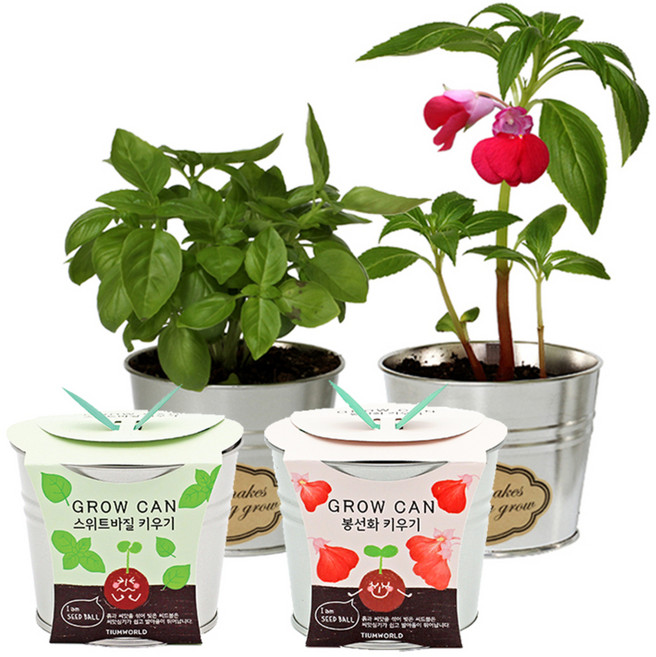 틔움세상 new 꽃 그로우캔 키우기 세트, 바질 + 봉선화