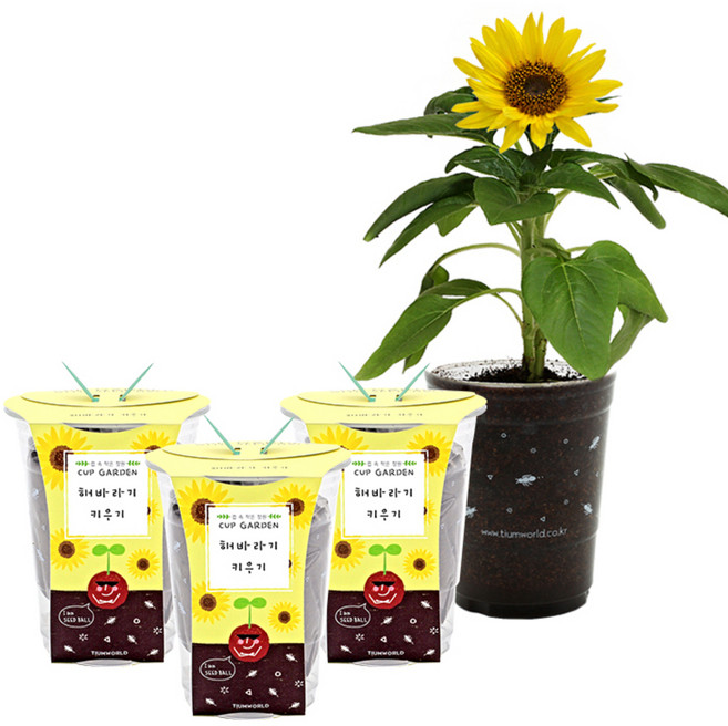 틔움세상 컵가든 키우기 3p, 해바라기