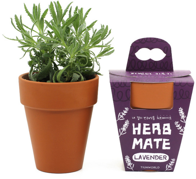 틔움세상 허브메이트 반려식물 키우기 세트, 라벤다
