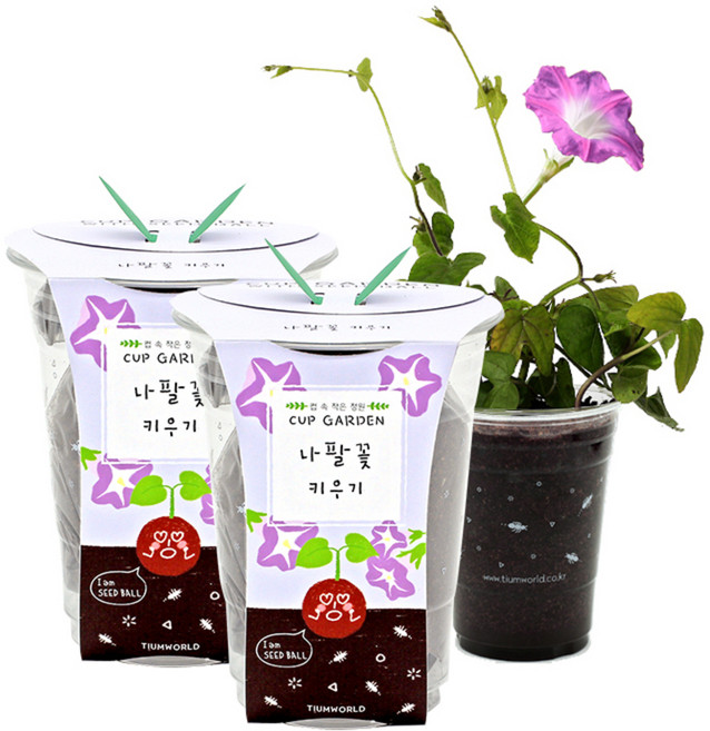 틔움세상 컵가든 나팔꽃 키우기, 2개입