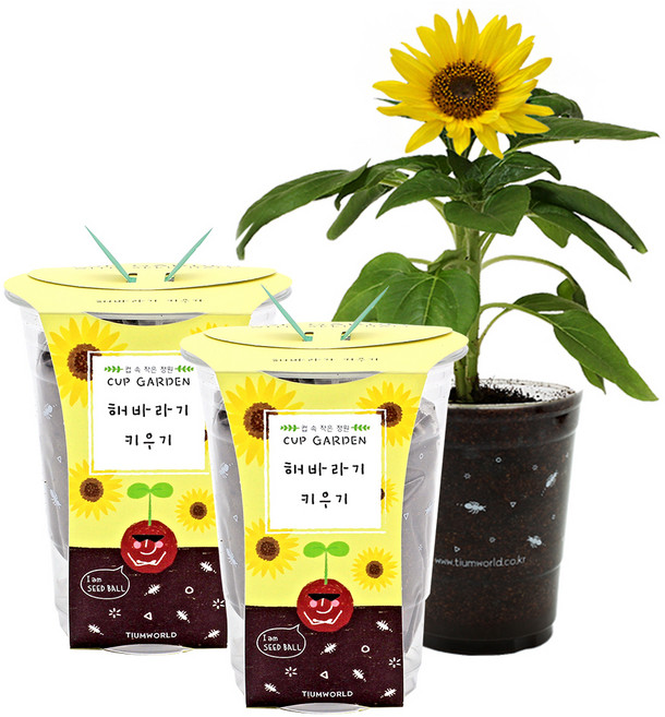 컵가든 텃밭가꾸기세트, 미니 해바라기