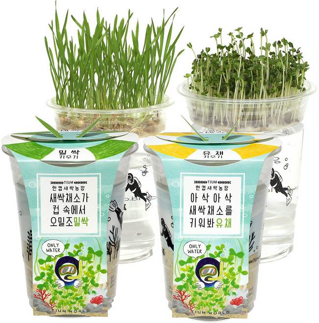 틔움세상 한컵새싹농장 밀싹 + 유채 키우기 세트, 1세트