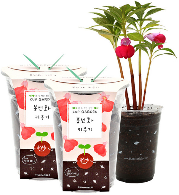 컵가든 텃밭가꾸기세트, 봉선화