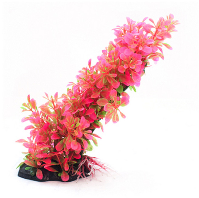 아마존 조화, 1개