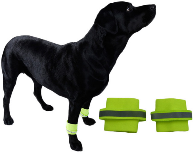 아리코 Dr.Mini 반려동물 반사광 야간산책 안전 발찌 S, 형광색, 1개