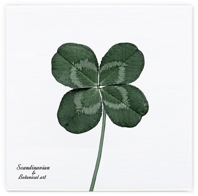꾸밈 보테니컬 식물아트 네잎클로버 아크릴액자