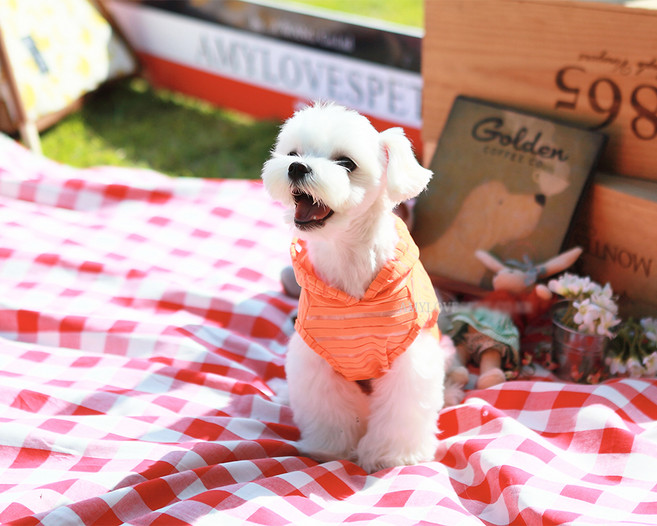 에이미러브즈펫 반려동물 로프나시 티셔츠, 혼합 색상, 1개