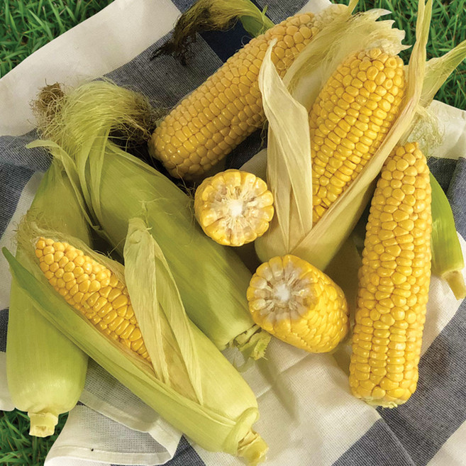 팜프레쉬 동부팜 초당옥수수, 20개입