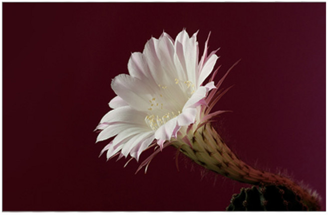 UVDS 아트보드 주방시트지 선인장 꽃, 1개