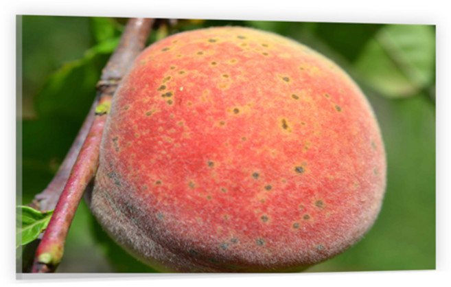 유브이디에스 아트보드 주방시트지 엄청 큰 천둥복숭아, 1개