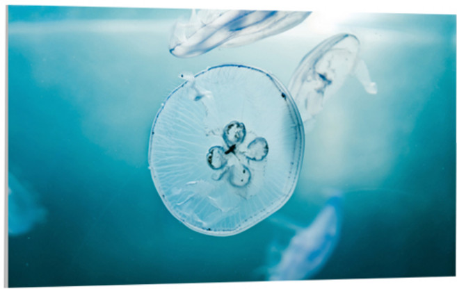 UVDS 주방 아트보드 투명한 해파리, 1개