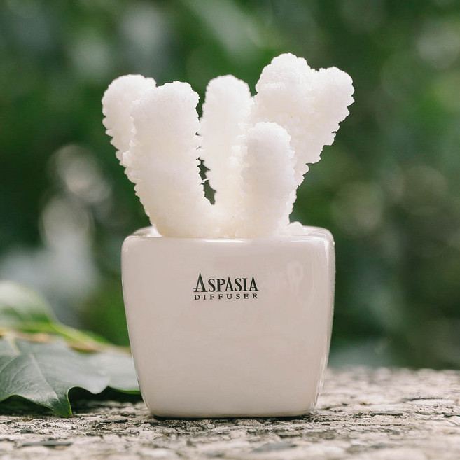 아스파시아 레플레르 산호화분 인테리어소품, 혼합색상, 1개