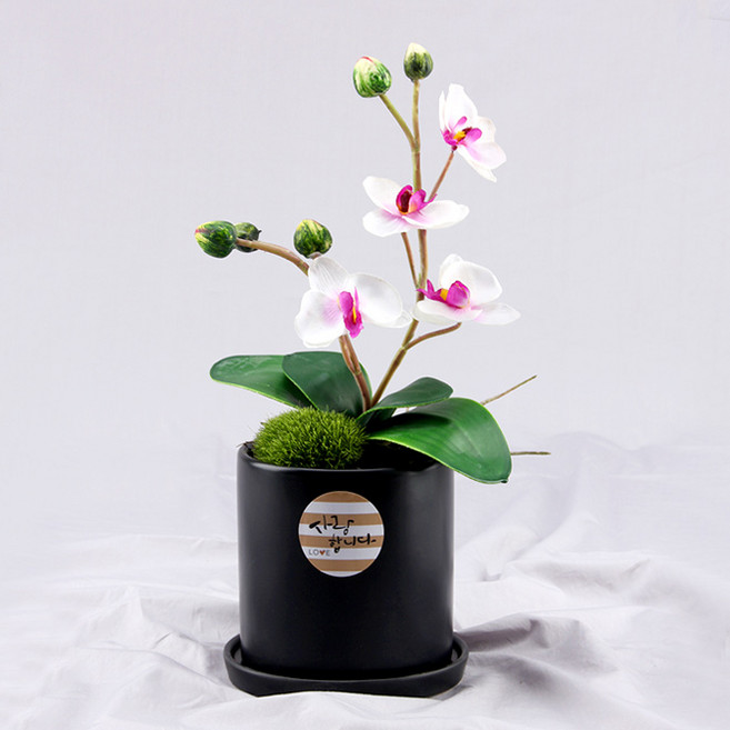 HAPPY WORLD 愛迷你蝴蝶蘭盆栽, 黑色(白色), 1個