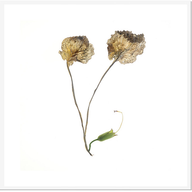 북유럽 캔버스액자 BOT0012 CA 정사각형, 메탈화이트