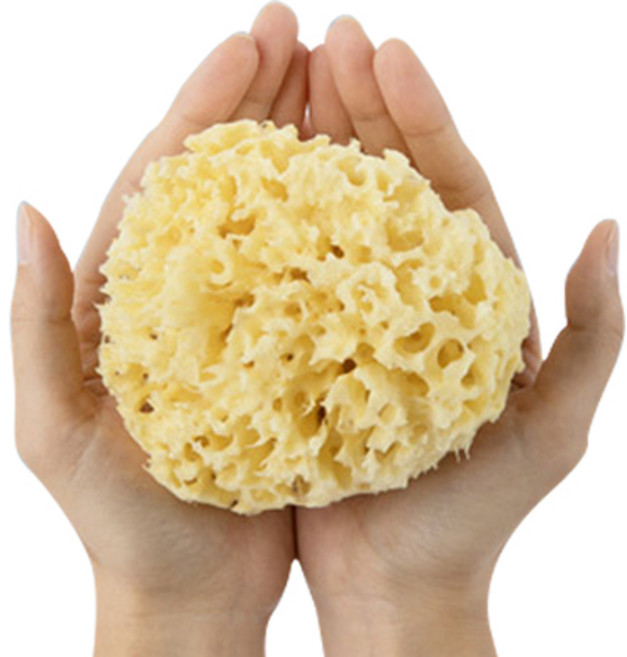 라그랑 해면 L + 건조 집게, 1개